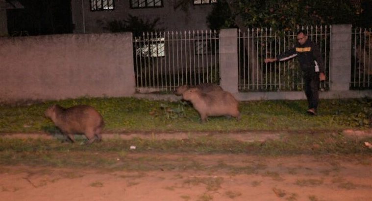 A family of capybaras 