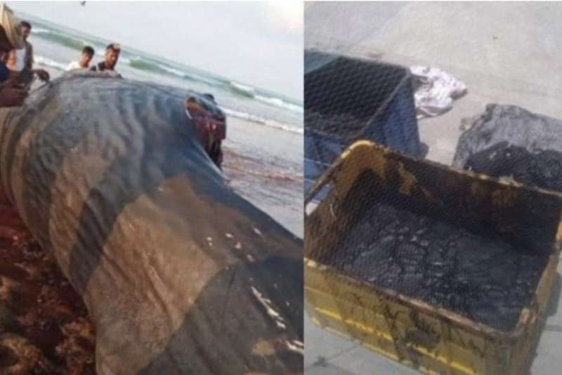O corpo da baleia cachalote e a fortuna em forma de âmbar no detalhe – Foto: Reprodução