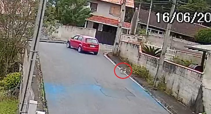 C&acirc;mera flagra cachorro correndo atr&aacute;s de motorista ap&oacute;s ser abandonado em Blumenau – Foto: Reprodu&ccedil;&atilde;o/Especial/ND