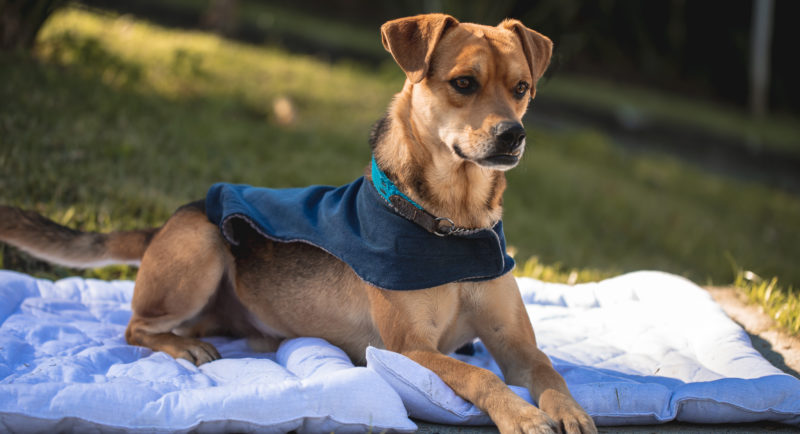 Problemas mais comuns s&atilde;o referentes ao trato respirat&oacute;rio, regi&atilde;o em que se encontra a primeira parte do sistema respirat&oacute;rio e que vai at&eacute; os bronqu&iacute;olos e alv&eacute;olos pulmonares – Foto: Fernando Martins/Divulga&ccedil;&atilde;o/ND