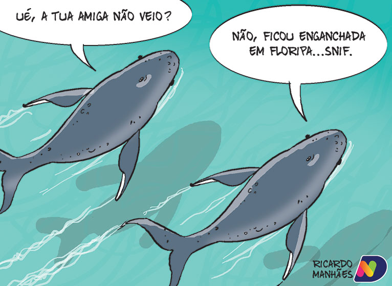 O drama das baleias em Santa Catarina