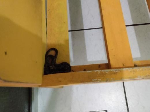 Morador avistou uma serpente embaixo da cama