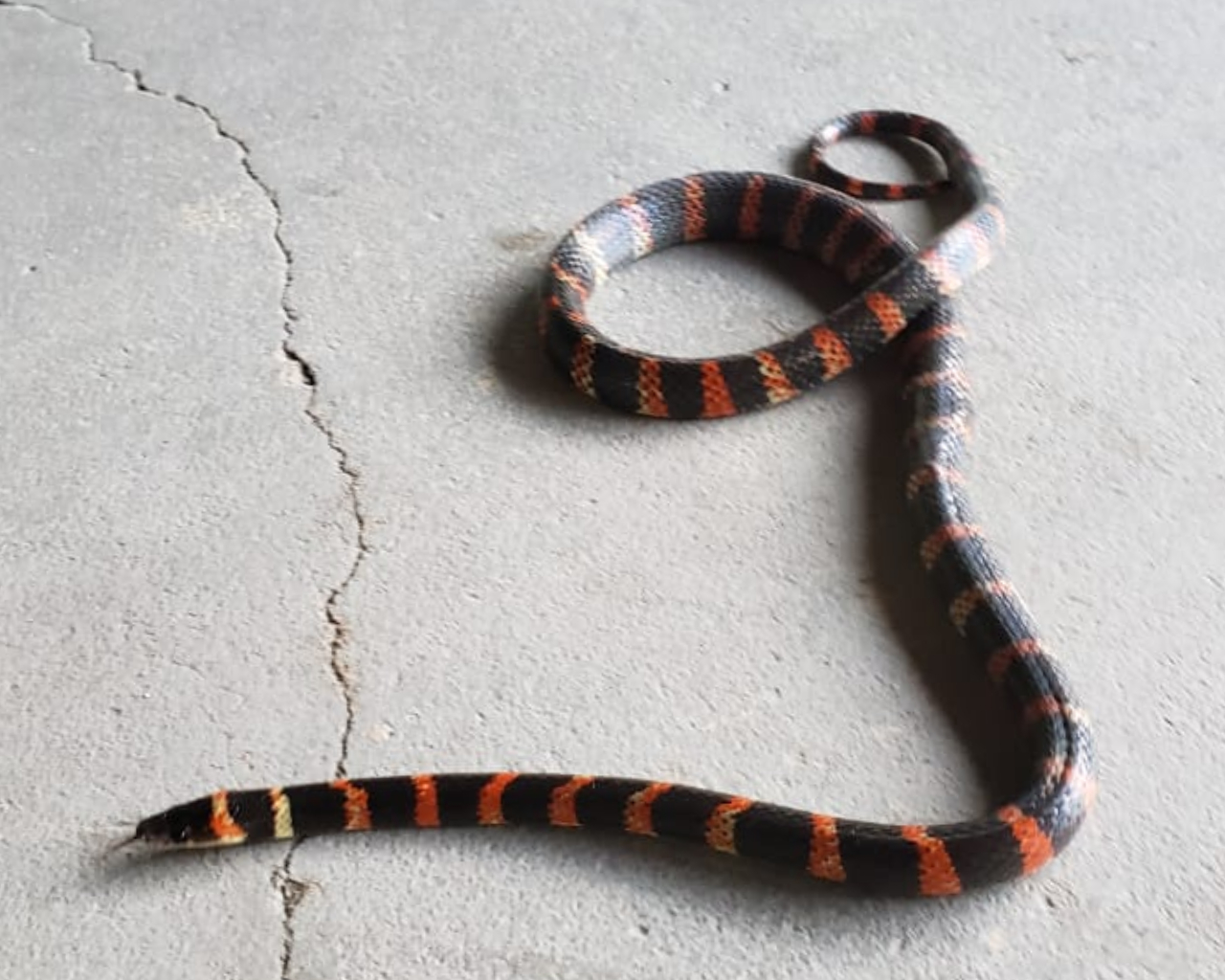 Cobra raríssima é encontrada em expedição no Cerrado