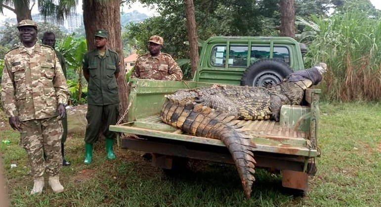 Animal assombrou vila por décadas e foi levado para fazenda especializada em crocodilos – Foto: REPRODUÇÃO/FACEBOOK/UGANDA WILDLIFE AUTHORITY