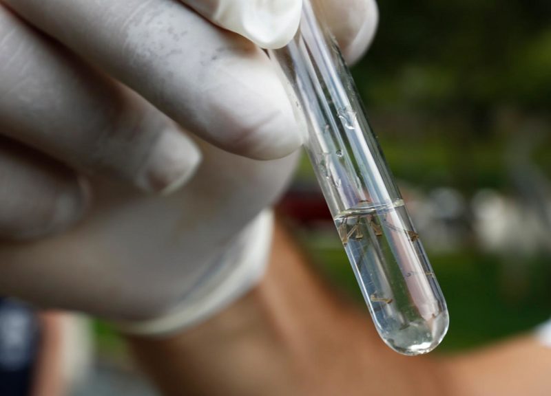 Joinville tem mais de 14 mil casos de dengue confirmados desde o in&iacute;cio do ano – Foto: Divulga&ccedil;&atilde;o/ND