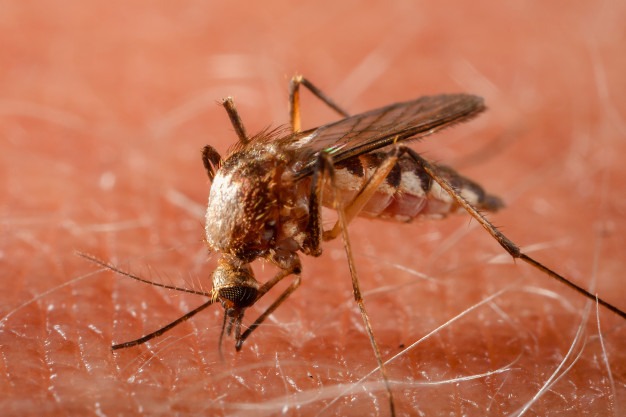 Santa Catarina tem 115 municípios infestados pelo mosquito da dengue – Foto: Freepik/Divulgação/ND