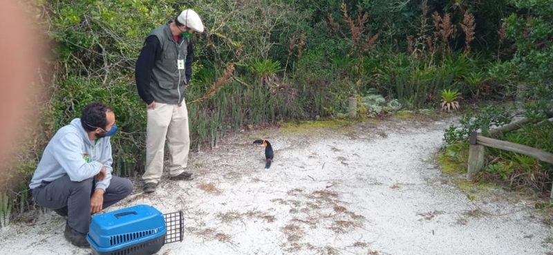 Yan Ramos, do Instituto Espa&ccedil;o Silvestre, e Cid Neto, chefe da Divis&atilde;o de Implanta&ccedil;&atilde;o e Manejo das Unidades de Conserva&ccedil;&atilde;o da Floram soltaram o tucano-do-bico-preto na Lagoa do Peri, em Florian&oacute;polis – Foto: Divulga&ccedil;&atilde;o/ND