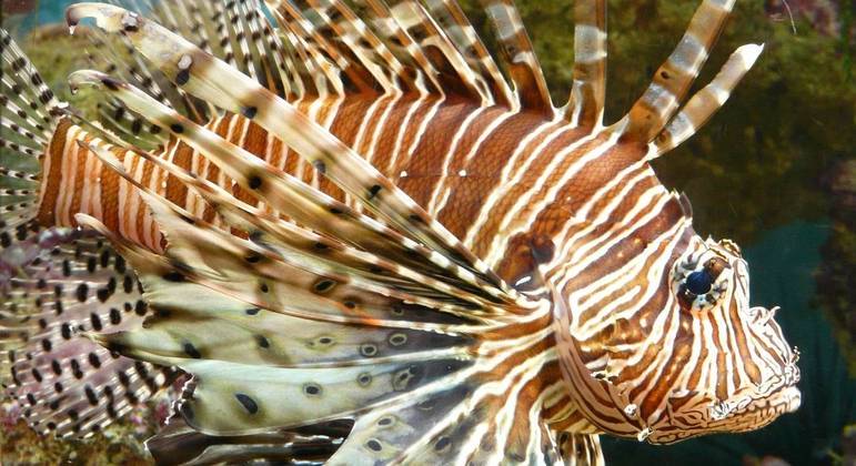 Cinco exemplares de Peixe-leão foram capturados em águas brasileiras até agora – Foto: Divulgação / Pixabay