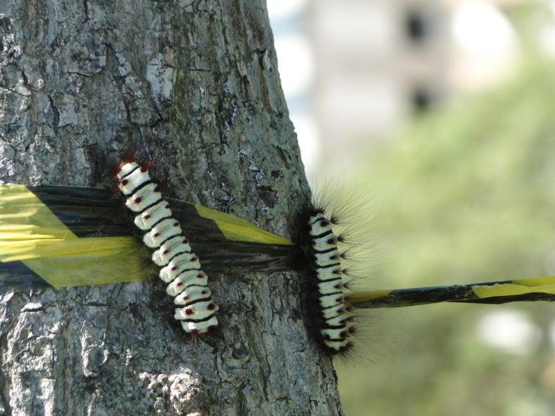 Lagarta de fogo interdita &aacute;rea nobre da Beira-Mar Norte – Foto: Diogo de Souza/ND