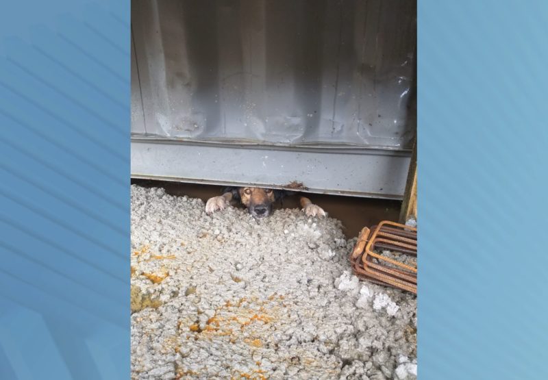 Cãozinho ficou preso sob contêiner alagado em Balneário Piçarras e precisou ser resgatado pelos bombeiros – Foto: Divulgação/Corpo de Bombeiros