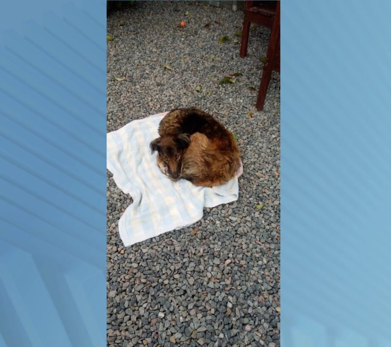 Após o resgate, Feioso ficou sob os cuidados de uma moradora da região, já que ele é um cãozinho “comunitário” – Foto: Divulgação/Corpo de Bombeiros