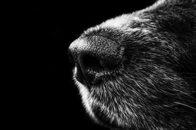 Atualmente, CBEA tem 62 cães e 10 gatos acolhidos aguardando por adoção – Foto: Reprodução/Pexels