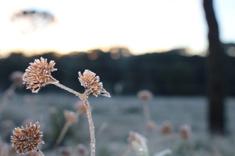 Frio intenso atinge o Estado 