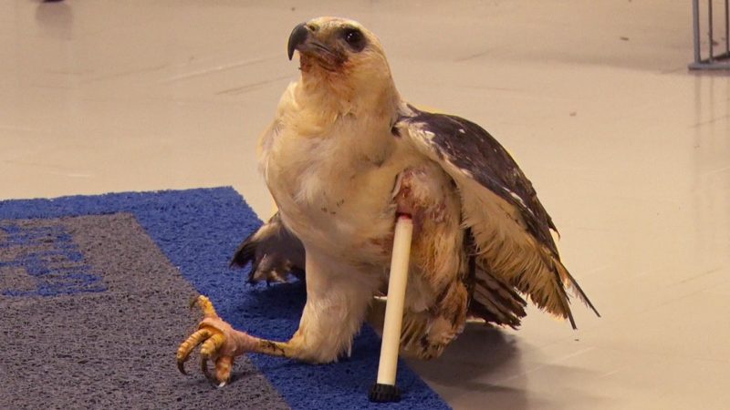 Gavi&atilde;o que teve perna amputada recebe pr&oacute;tese feita em impressora 3D – Foto: Divulga&ccedil;&atilde;o/Furb