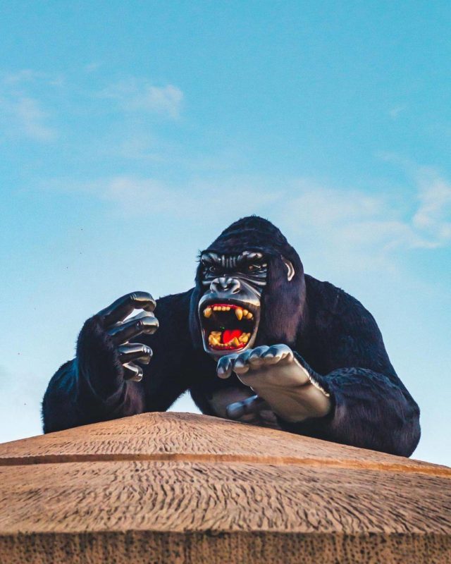 Imagem reproduz gorila de estátua onde menino caiu – Foto: Reprodução/Instagram/ND
