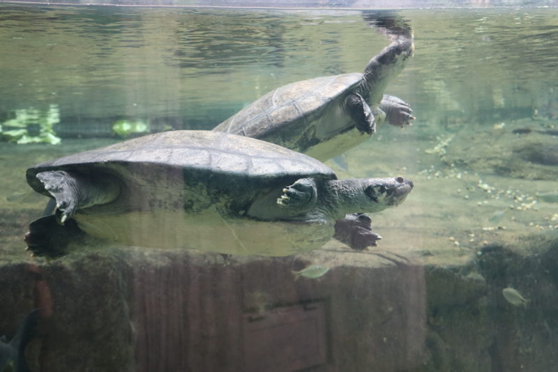 Donatela e Michelangelo formam o casal de tartarugas-da-Amaz&ocirc;nia do Oceanic Aquarium – Foto: Oceanic Aquarium/Divulga&ccedil;&atilde;o