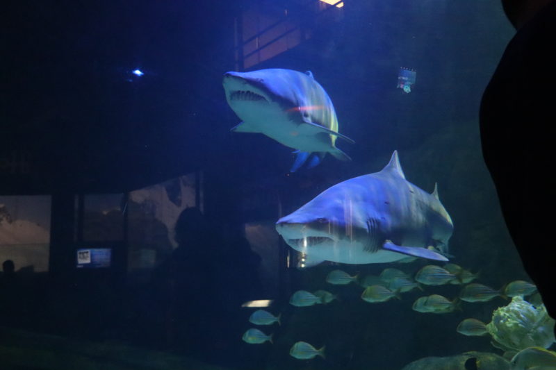 Shark e Sharkira formam o casal de tubarões Mangonas – Foto: Oceanic Aquarium/ND