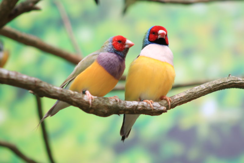 Pablo e Maria Vit&oacute;ria est&atilde;o juntos desde dezembro de 2020 e j&aacute; tiveram filhotes – Foto: Oceanic Aquarium/ND