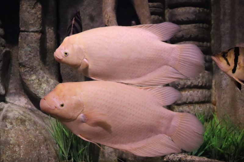Gisele B&uuml;ndchen e Tom Brady s&atilde;o o casal de peixes da esp&eacute;cie Gourami-gigante (Osphronemus goramy) – Foto: Tiago Gomes/Oceanic Aquarium