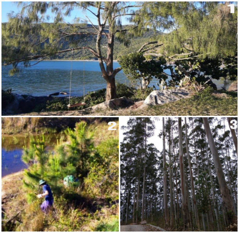 Pinus, eucalipto e casuarinas, espécies invasoras mais graves de Florianópolis