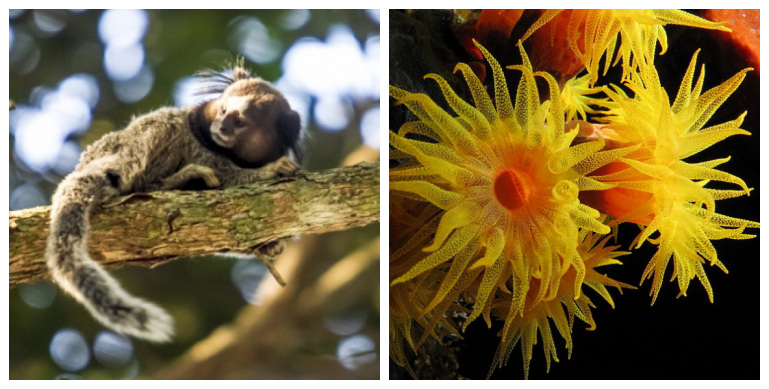 1. Sagui (Flávio Tin/Arquivo/ND) 2. Coral-do-sol (Alexander Vasenin/Wikimedia Commons/Divulgação) – Foto: Montagem/ND