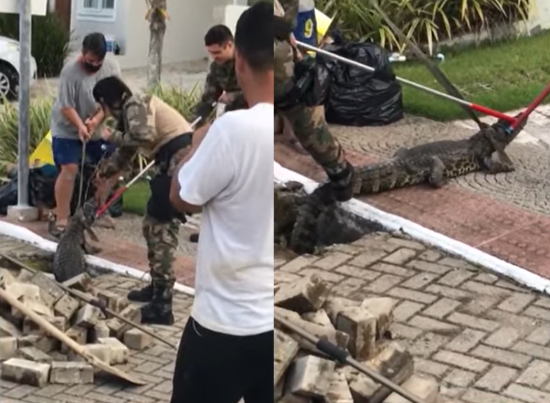 Jacaré choca moradores ao ser retirado de tubulação de prédio em Florianópolis; veja vídeo
