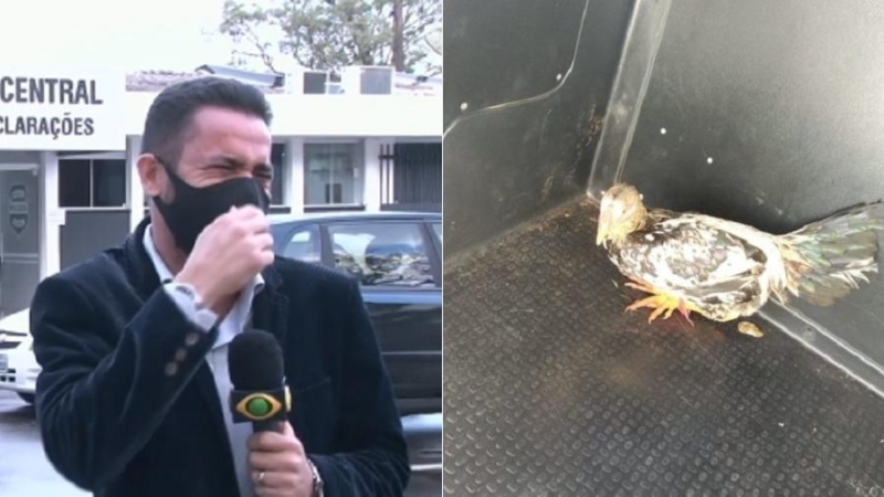 Repórter teve uma crise de riso ao noticiar prisão de galo Repórter teve uma crise de riso ao noticiar prisão de galo