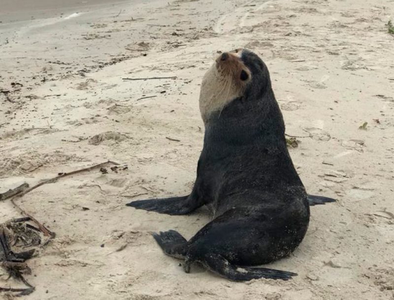 Lobo-marinho é avistado na praia do Moçambique, em Florianópolis – Foto: R3 Animal/Divulgação/ND