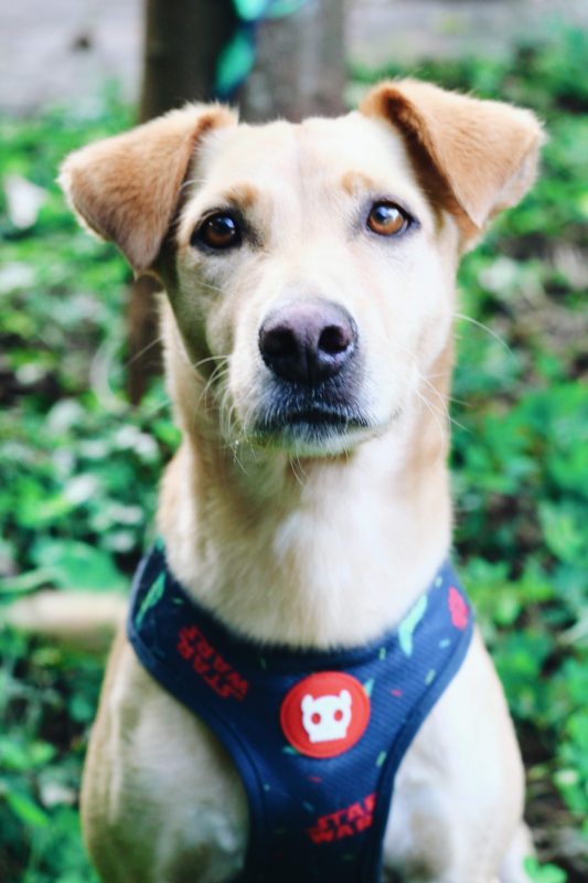 Manter o ambiente arejado e higienizado, além de visitar regularmente o veterinário, pode aumentar a qualidade de vida dos animais no inverno. – Foto: Unsplash/ Nathana Rebouças/ Divulgação/ND
