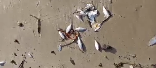 Peixes mortos seria decorrência de descarte de fauna acompanhante de embarcações pesqueiras, disse o IMA – Foto: Divulgação/ ND