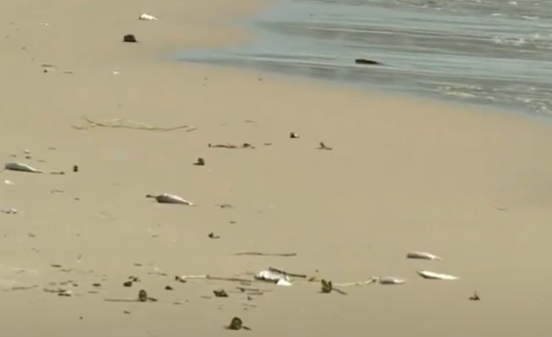 Moradores flagram dezenas de peixes mortos em praias de Florianópolis – Foto: Reprodução/NDTV RecordTV