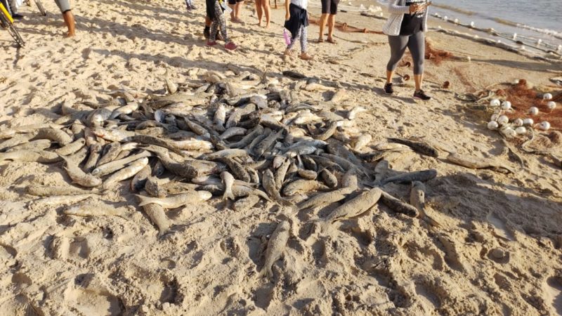 A segunda rede lançada pelos pescadores na Praia dos Ingleses havia ficado presa em obstáculos no mar. Por volta das 8h30, os profissionais conseguiram retirá-la da água. Às 8h50, a terceira rede seguia imobilizada – Foto: Divulgação/ND