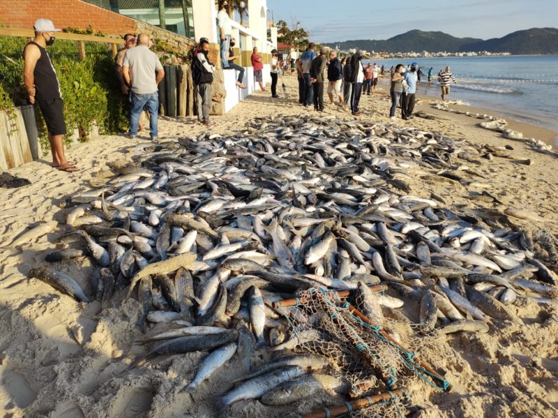 Resultado do primeiro lanço na praia dos Ingleses, região Norte da Ilha, na manhã desta quinta-feira (3). Mais duas redes foram lançadas ao mar. Os pescadores artesanais envolvidos no trabalho, que neste ano se dividem em 10 ranchos, não haviam feito a contagem do cardume até às 8h50 – Foto: Divulgação/ND