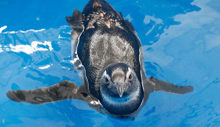 Pinguins passam por reabilitação antes da soltura – Foto: Nilson Coelho/Agência Petrobras/ND