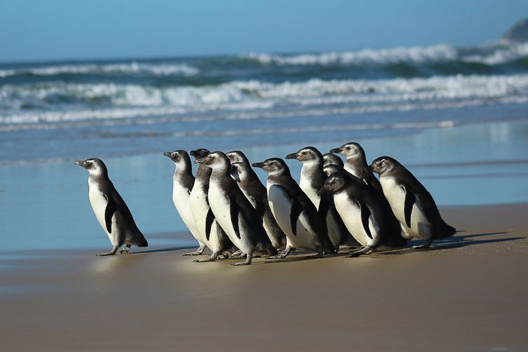 Em média, 90% dos pinguins chegam à costa brasileira já mortos ou muito fracos. Os resgatados passam por reabilitação e são devolvidos ao mar – Foto: Nilson Coelho/Agência Petrobras/ND