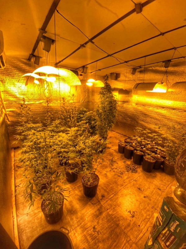 Polícia Militar apreendeu 40 pés de maconha em sítio no bairro Rio Vermelho – Foto: BPM/Divulgação/ND