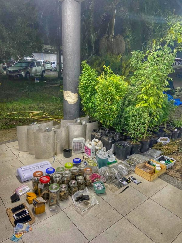 Polícia faz apreensões em sítio que cultivava maconha para venda – Foto: BPM/Divulgação/ND