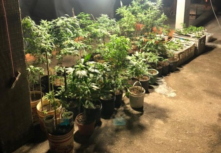 P&eacute;s de maconha estavam em uma esp&eacute;cie de estufa em uma casa – Foto: Divulga&ccedil;&atilde;o/PM/ND