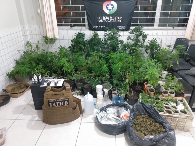 Mais de 200 p&eacute;s de maconha foram apreendidos no laborat&oacute;rio clandestino em Bra&ccedil;o do Norte – Foto: Divulga&ccedil;&atilde;o/PM/ND