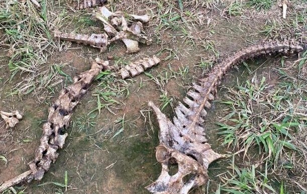 A Gazeta  Abatedouro clandestino vendia carne de cavalo como se