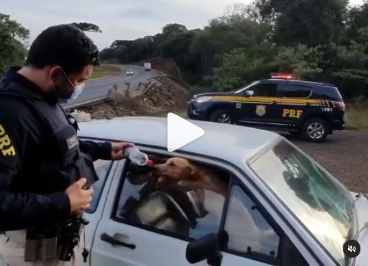 Dois cachorros foram encontrados presos dentro de carro por policiais rodoviários no trecho sentido a Faxinal dos Guedes, no Oeste catarinense – Foto: PRF/Divulgação/ND