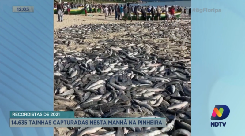 Pesca da tainha na praia da Pinheira nesta quinta-feira – Foto: Reprodução/NDTV