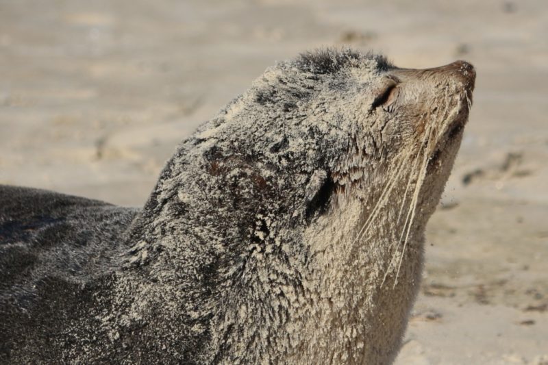 Lobo-marinho descansa em praia de Florian&oacute;polis – Foto: R3 Animal/Divulga&ccedil;&atilde;o/ND