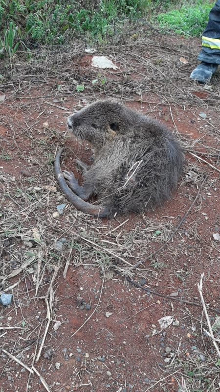 RATÃO DO BANHADO, O MAIOR RATO QUE JÁ VI!