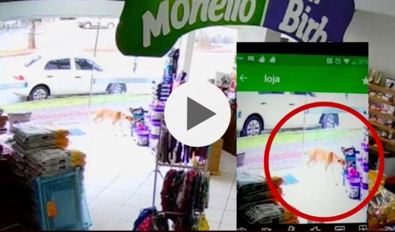 Roubo de cachorrinho