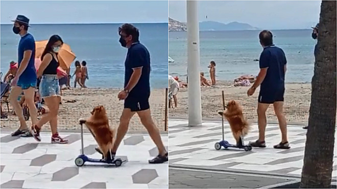 Cão se equilibra em patinete elétrico em praia da Espanha – Foto: Reprodução Tiktok/ @user6874800004072