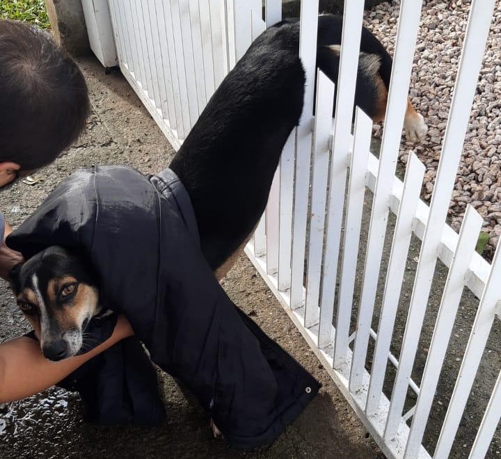 Cachorro ficou preso na grade de ferro e teve que ser sedado para que o resgate pudesse ser realizado – Foto: Corpo de Bombeiros/ND