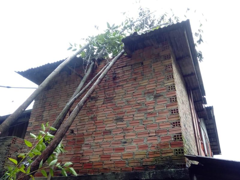 Árvore caiu em cima de uma casa em Criciúma e teve que ser cortada pelo Corpo de Bombeiros – Foto: Corpo de Bombeiros/ND