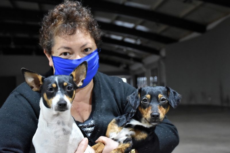 Inicia cadastramento para castração de animais em São Lourenço do Oeste – Foto: Prefeitura de São Lourenço do Oeste/Divulgação/ND