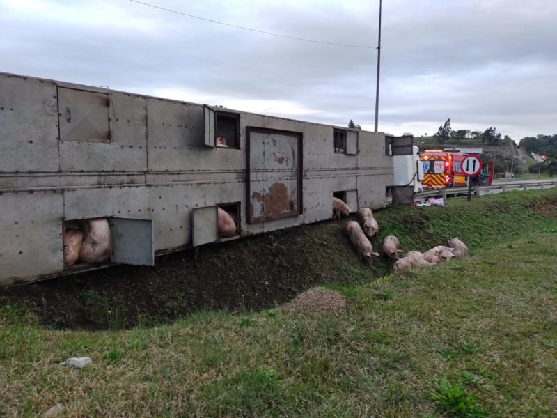 Alguns animais conseguiram sair do caminh&atilde;o e andaram pela rodovia; outros, infelizmente, morreram. – Foto: Reprodu&ccedil;&atilde;o v&iacute;deo/Divulga&ccedil;&atilde;o ND